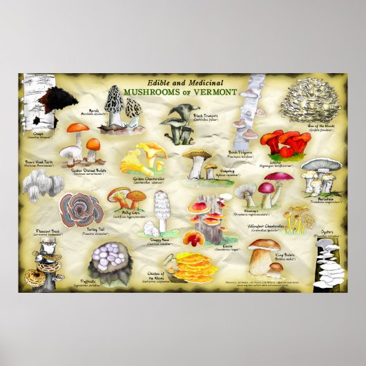 バーモントのポスターマッシュルーム ポスター (正面)