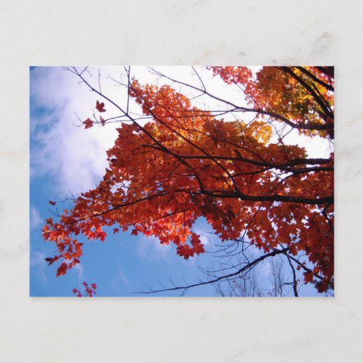 バーモントはがき1 ポストカード (正面)