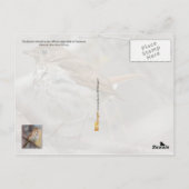 バーモント州バードハーミットツグシュ ポストカード (裏面)