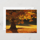 バーモント州ベニントンのカエデの木 ポストカード (正面/裏面)