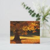 バーモント州ベニントンのカエデの木 ポストカード (スタンド正面)