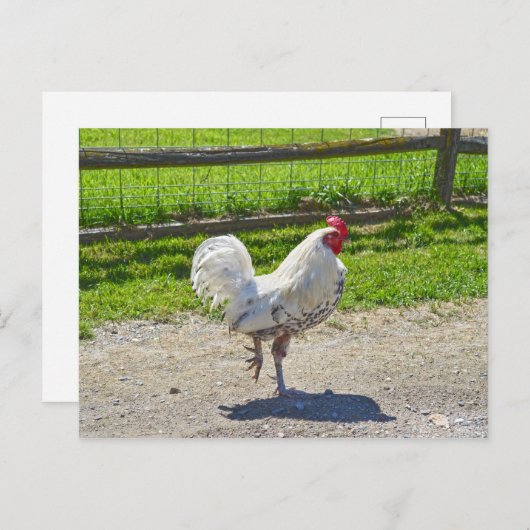 バーモント農場で道路を横断する鶏 ポストカード (正面/裏面)
