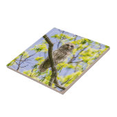 バーレッドフクロウの春 タイル (側面)