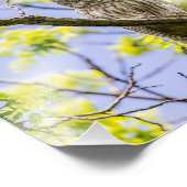 バーレッドフクロウの春 フォトプリント            (角)