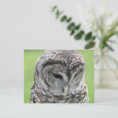 バーレッドフクロウポートレート ポストカード (スタンド正面)