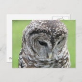 バーレッドフクロウポートレート ポストカード (正面/裏面)