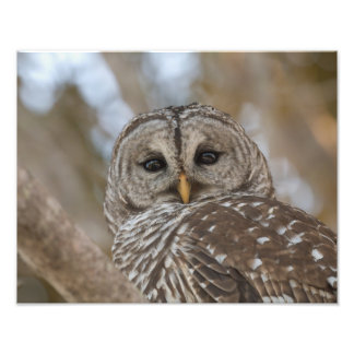 バーレッドフクロウ野生生物写真 フォトプリント