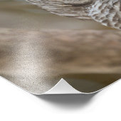 バーレッドフクロウ野生生物写真 フォトプリント            (角)