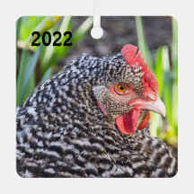 バーレッドロックヘン – ペットチキン