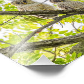 バーレッド・オウィレット・スプリングタイム フォトプリント            (角)