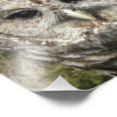 バーレッド・フクロウのクローズアップ フォトプリント            (角)