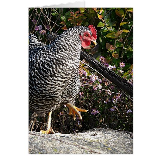 バーレッド・ロック (正面)