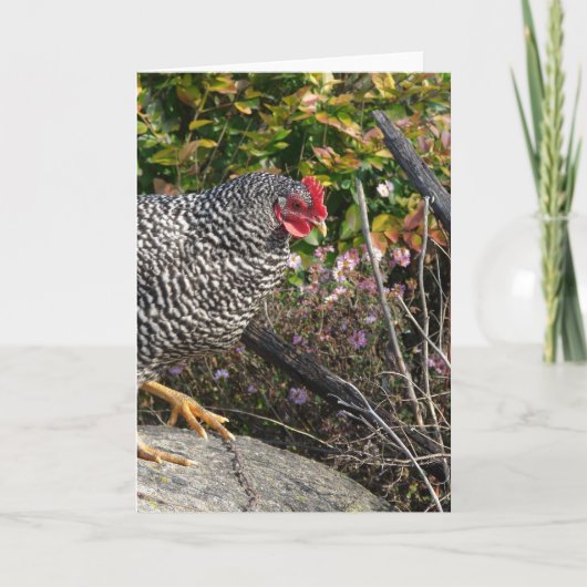 バーレッド・ロック・ヘン カード (正面)