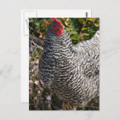 バーレッド・ロック ポストカード (正面/裏面)