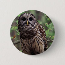 バーレッドOwlボタン