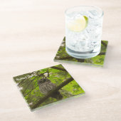 バーレドフクロウ ガラスコースター (アングル)