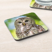 バーレドフクロウ コースター (左側)