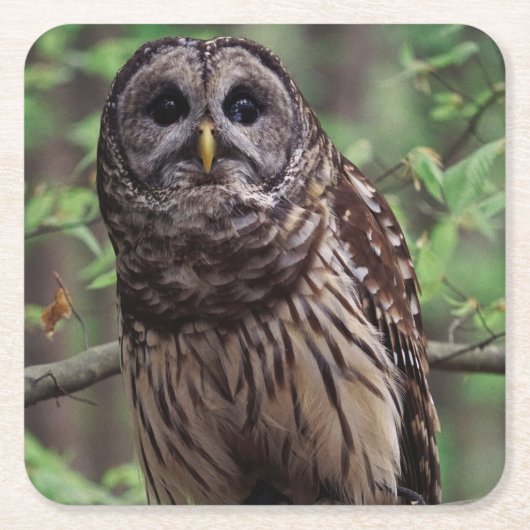 バーレドフクロウ スクエアペーパーコースター (正面)