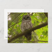 バーレドフクロウ ポストカード (正面/裏面)