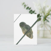 バーレドフクロウ ポストカード (スタンド正面)