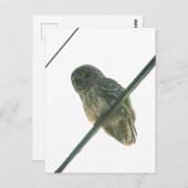 バーレドフクロウ ポストカード (正面/裏面)