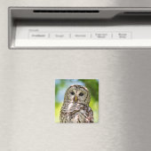 バーレドフクロウ マグネット (インサイチュ (食洗機))