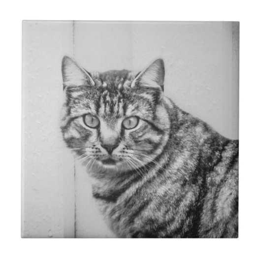 バーンスキャット白黒動物陶磁器タイル タイル (正面)