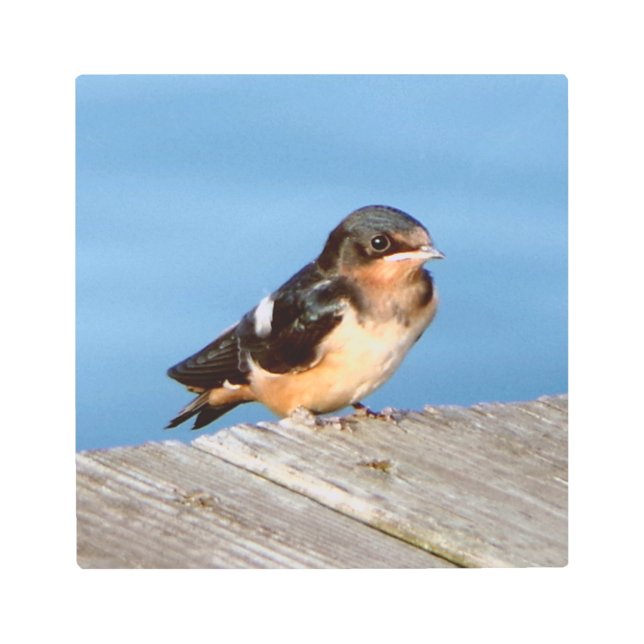 バーンスワローメタルウォールアート メタルプリント (正面)