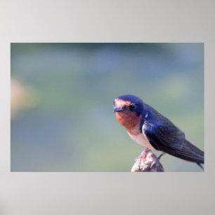 バーンスワロー写真ポスター ポスター