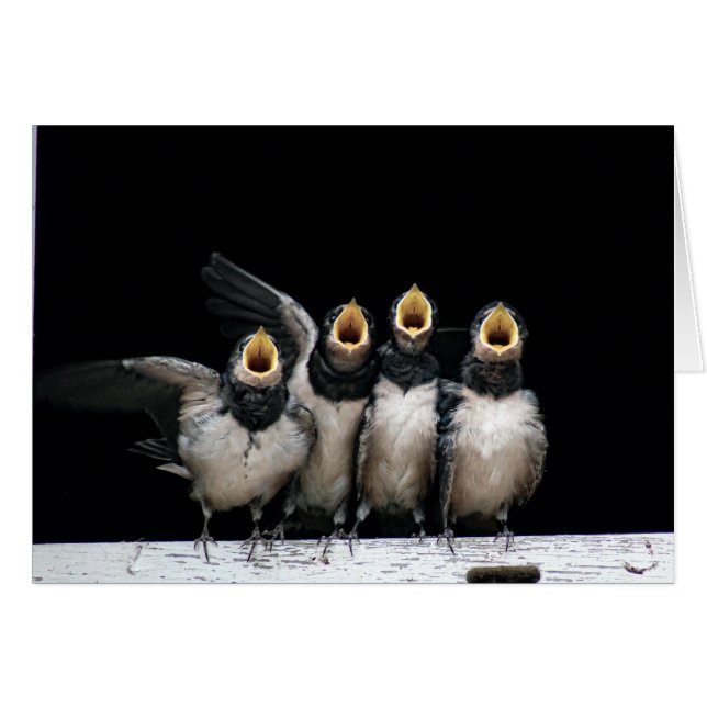 バーンスワロー歌 (正面横)