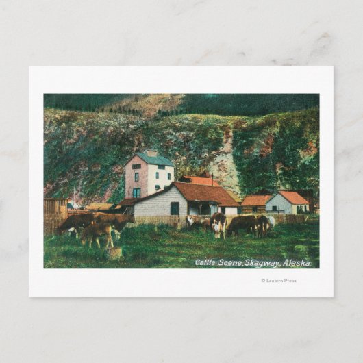 バーンズの間の牛SceneSkagway, AK ポストカード (正面)