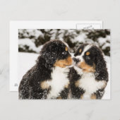 バーンズマウンテンドッグパピーズがお互いを嗅ぎ合う ポストカード (正面/裏面)