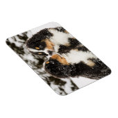 バーンズマウンテンドッグパピーズがお互いを嗅ぎ合う マグネット (右側)