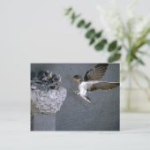 バーンツバメが巣に近づく ポストカード (スタンド正面)