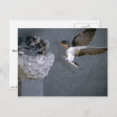 バーンツバメが巣に近づく ポストカード (正面/裏面)