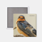 バーンツバメを持つトレーディングステア マグネット (正面/裏面)