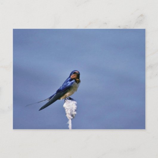 バーンツバメ ポストカード (正面)