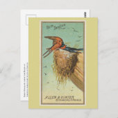 バーンツバメ ポストカード (正面/裏面)