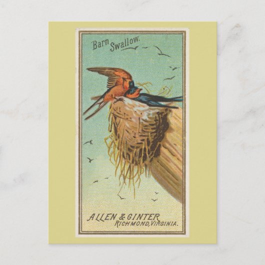 バーンツバメ ポストカード (正面)