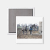 バーンファームウマ マグネット (正面/裏面)