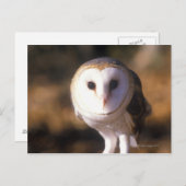 「バーンフクロウのクローズアップ、レイクの間のランド、KY」 ポストカード (正面/裏面)