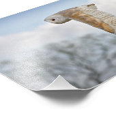 バーンフクロウインフライトプリント フォトプリント            (角)