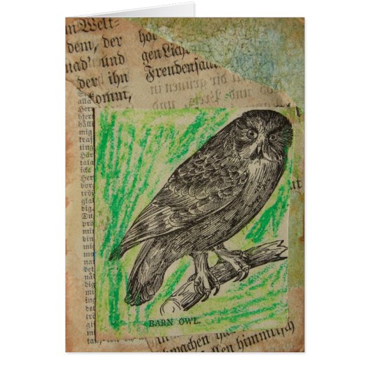 バーンフクロウ (正面)