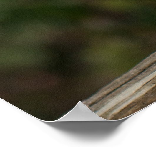 バーンフクロウ ポスター (角)