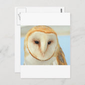 バーンフクロウ ポストカード (正面/裏面)