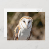 バーンフクロウ ポストカード (正面/裏面)