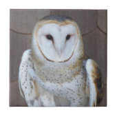 バーンフクロールラプターフォト タイル (正面)