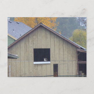 バーン子猫はがき ポストカード