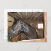 バーン・ホース・ファン ポストカード (正面/裏面)