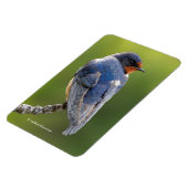 バ素晴らしーンスワローオンアブランチ マグネット (左側)